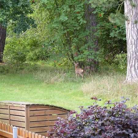 Ferienwohnung Im Wald Mit Kamin Bad Harzburg Esterno foto