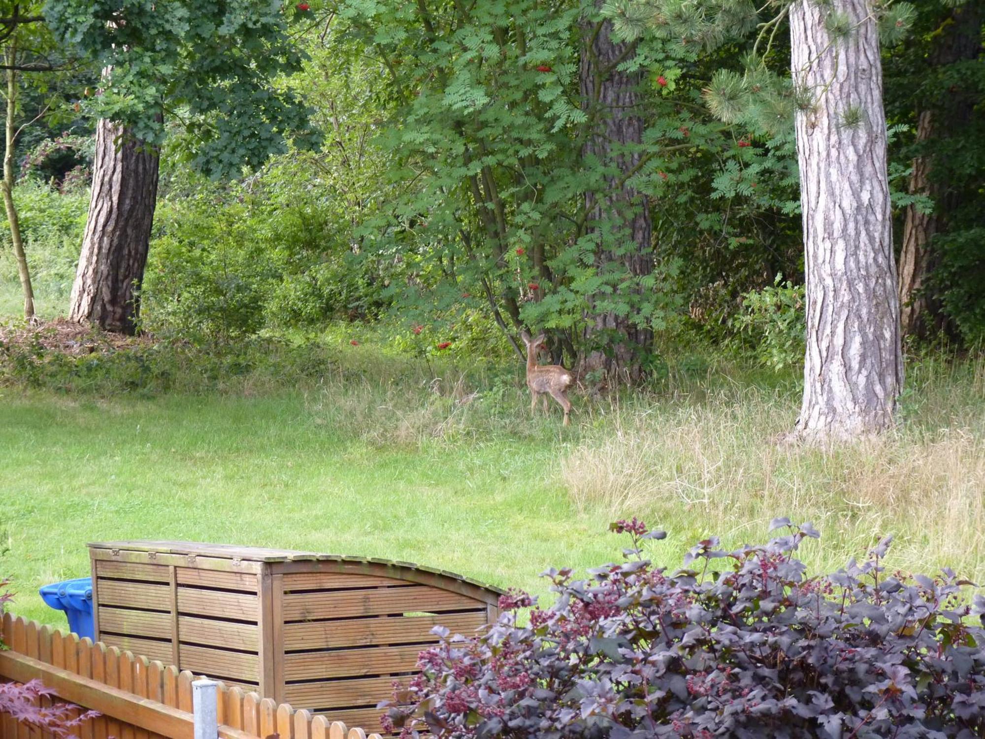 Ferienwohnung Im Wald Mit Kamin Bad Harzburg Esterno foto