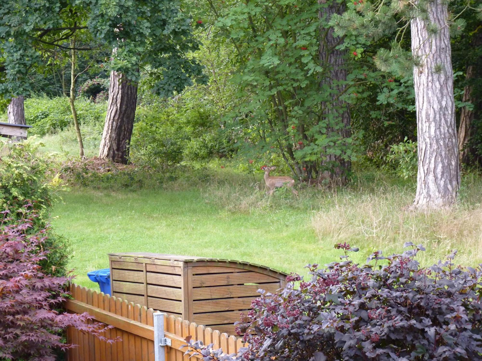 Ferienwohnung Im Wald Mit Kamin Bad Harzburg Esterno foto